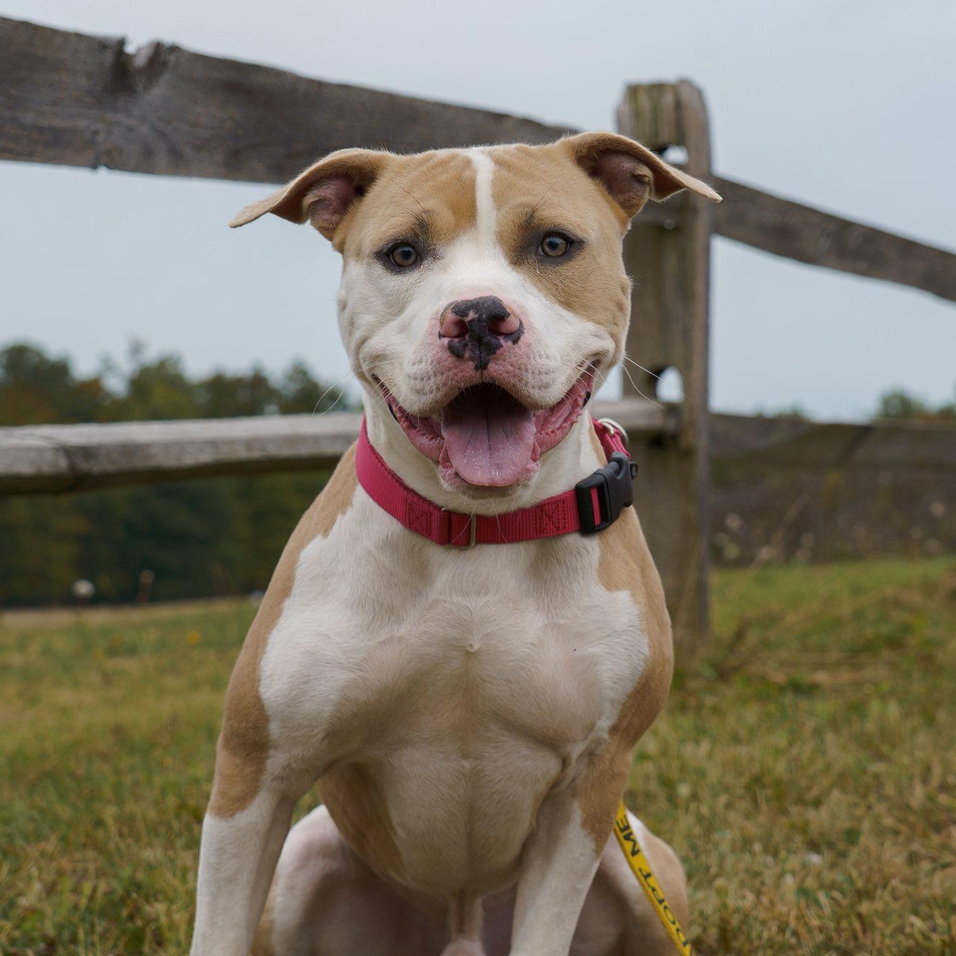 Enlarge Ray, a Adoptable mixed breed in Grafton, OH image 3/6