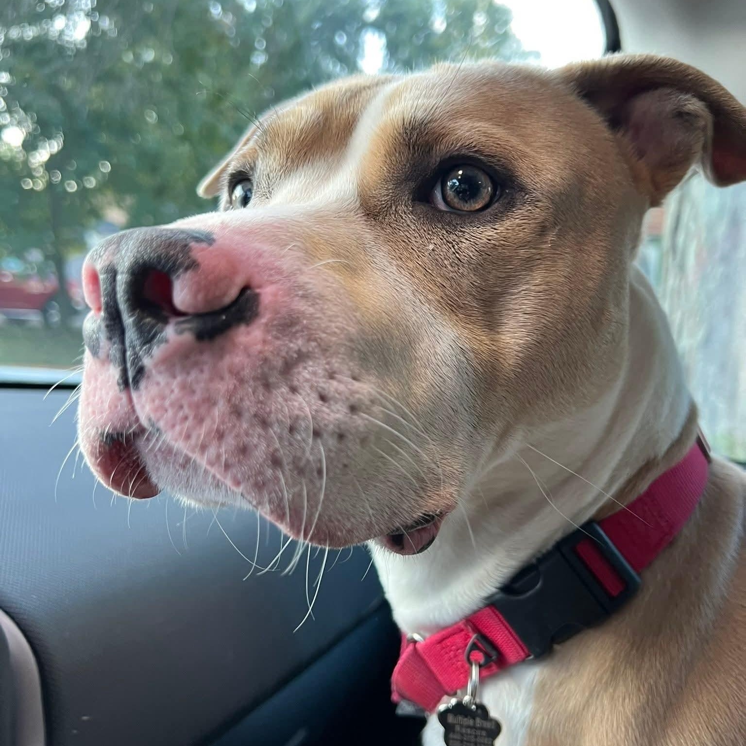 Enlarge Ray, a Adoptable mixed breed in Grafton, OH image 4/6