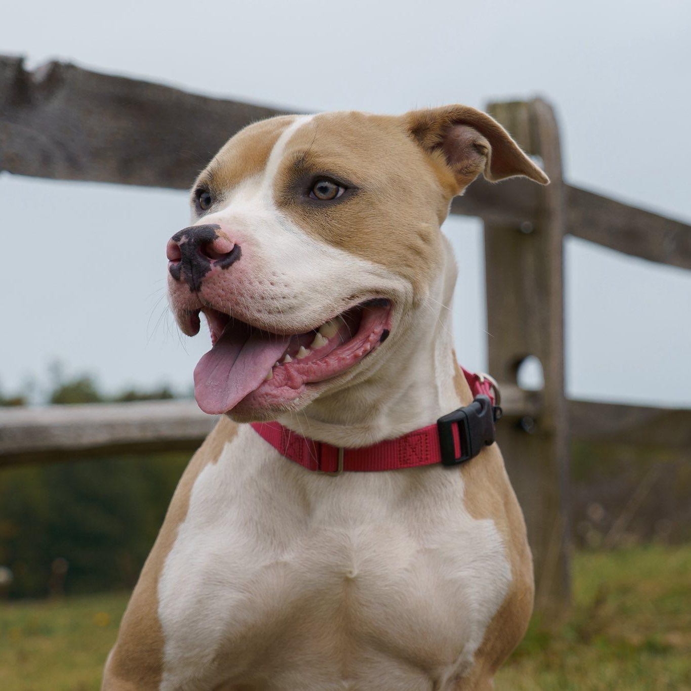 Enlarge Ray, a Adoptable mixed breed in Grafton, OH image 6/6