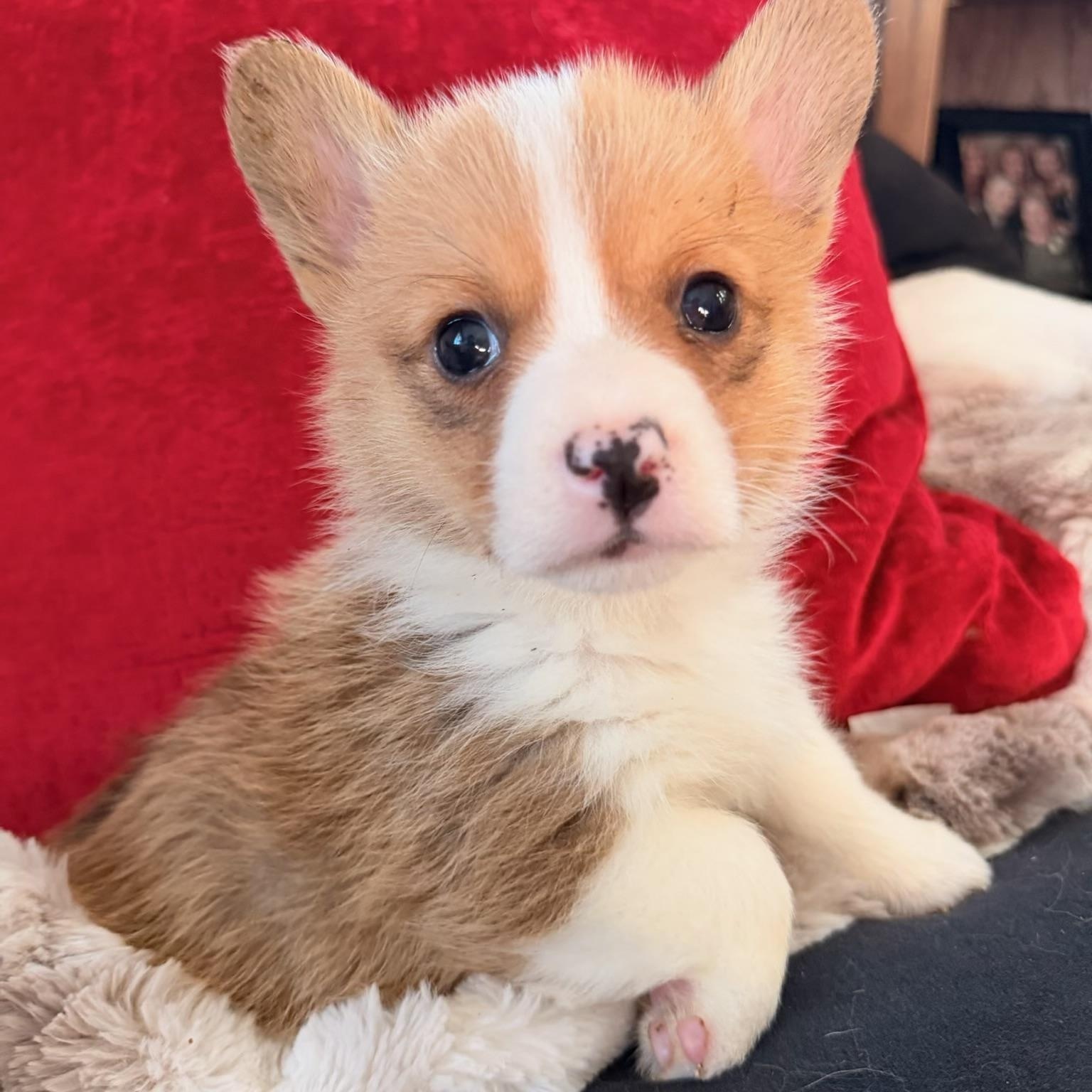 Enlarge Theadore , a ADOPTABLE Corgi in North Freedom, WI image 3/3