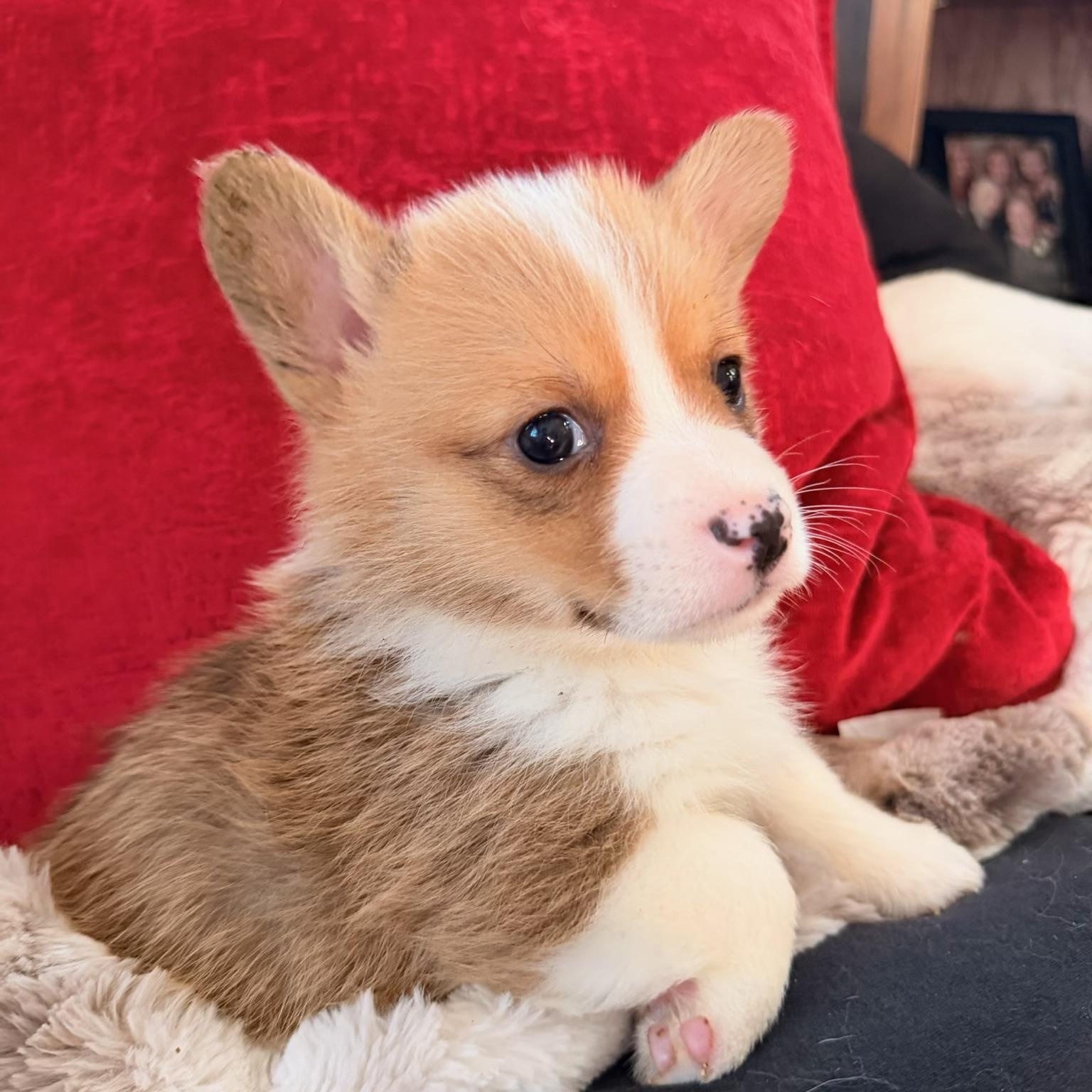 Enlarge Theadore , a ADOPTABLE Corgi in North Freedom, WI image 2/3