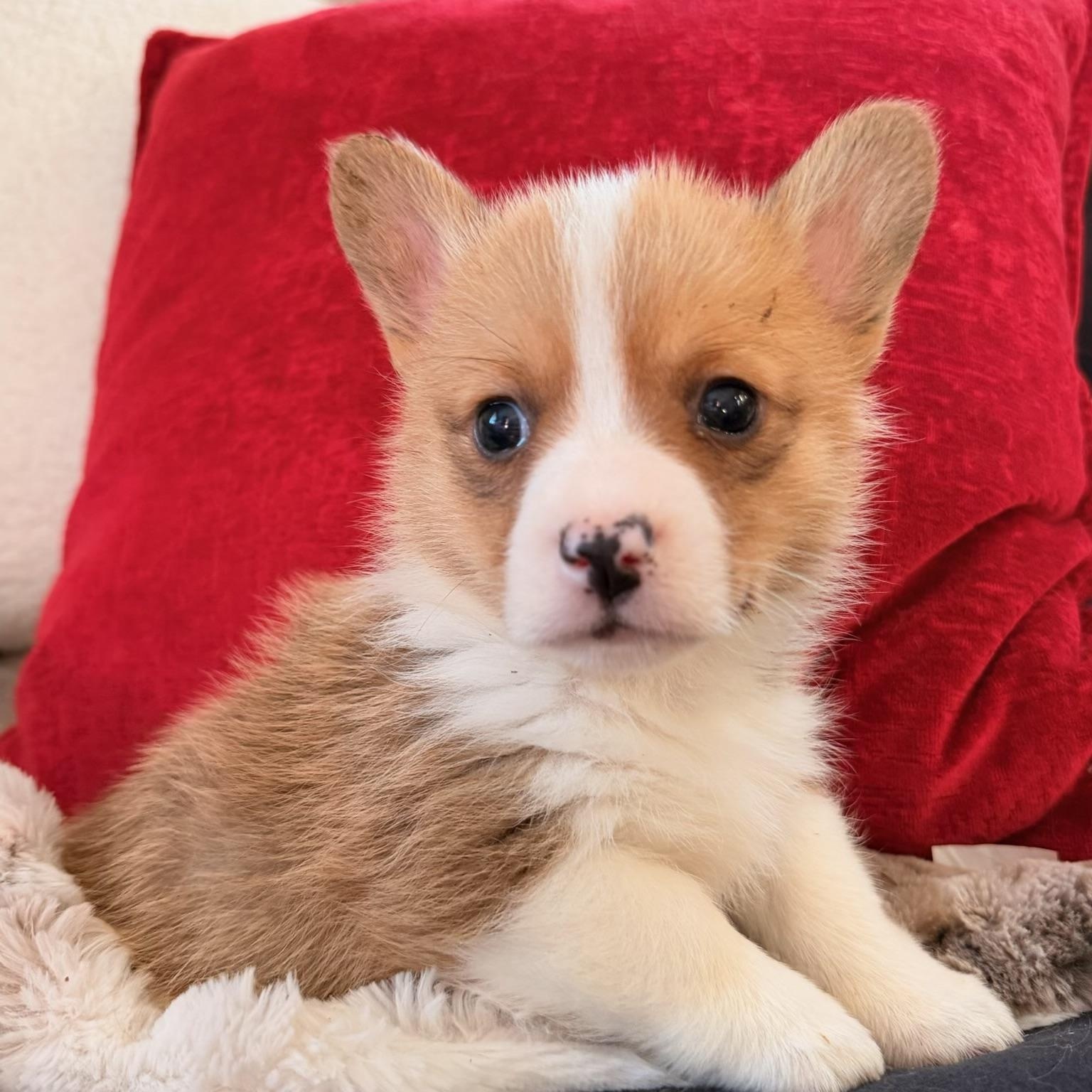 Theadore , ADOPTABLE, Puppy Male Corgi.