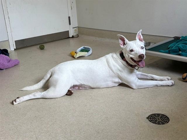 Enlarge BLANCA, a Adoptable mixed breed in McKinleyville, CA image 1/1