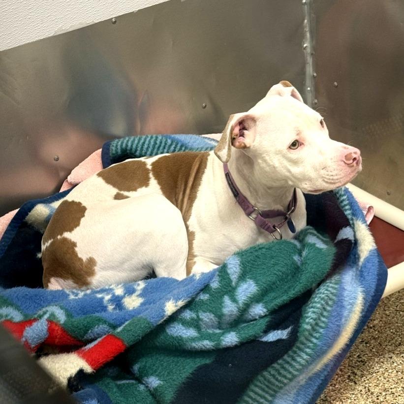 Enlarge Venus, a Adoptable Pit Bull Terrier in Tempe, AZ image 1/6