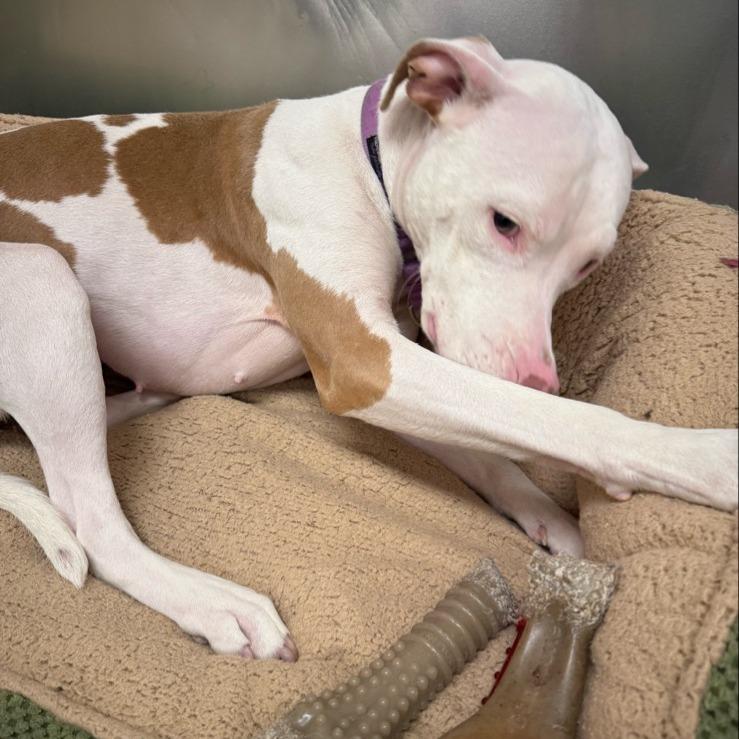 Enlarge Venus, a Adoptable Pit Bull Terrier in Tempe, AZ image 2/6