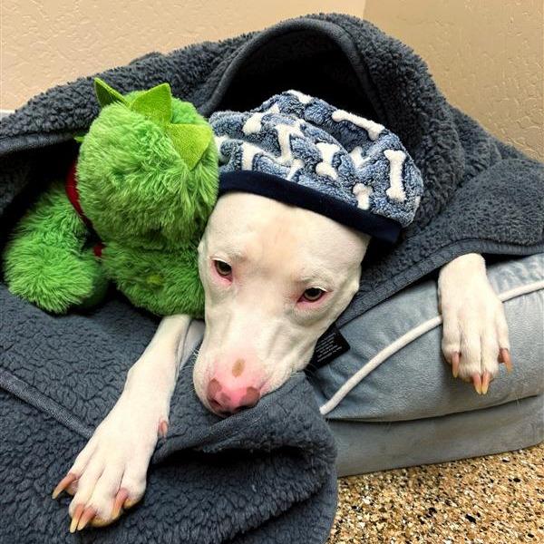 Enlarge Venus, a Adoptable Pit Bull Terrier in Tempe, AZ image 3/6