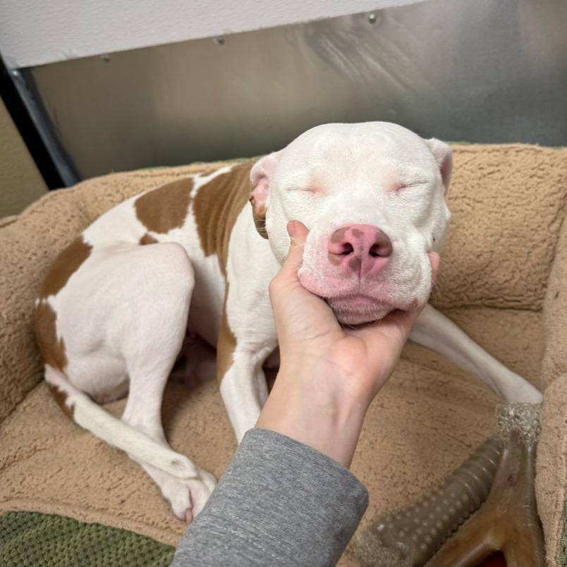 Enlarge Venus, a Adoptable Pit Bull Terrier in Tempe, AZ image 4/6