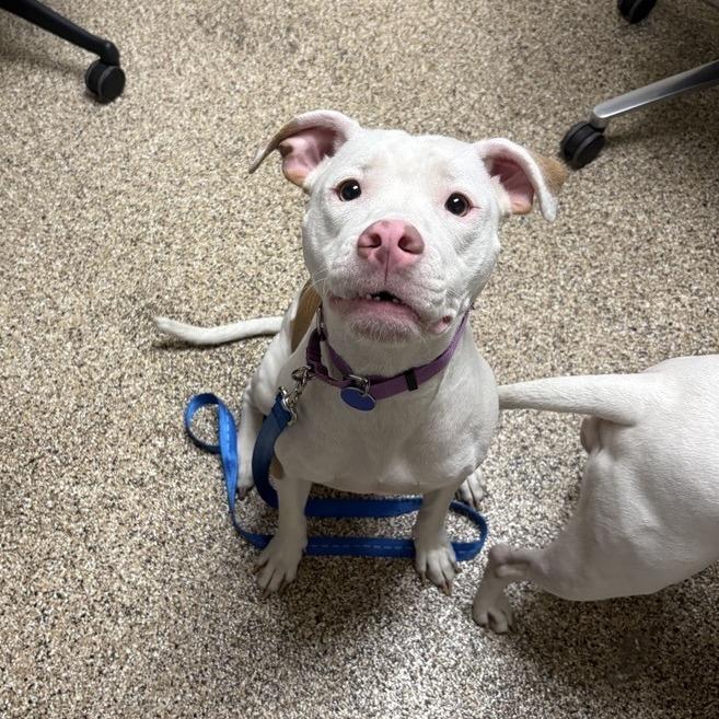 Enlarge Venus, a Adoptable Pit Bull Terrier in Tempe, AZ image 5/6