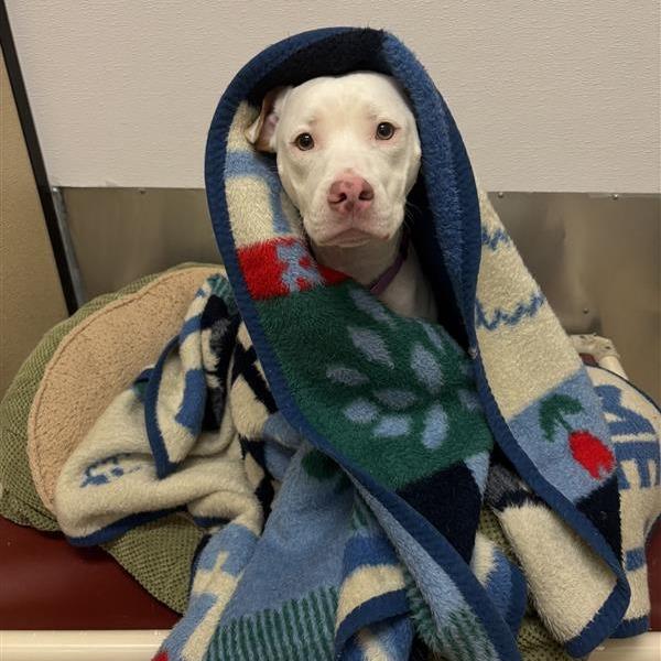 Enlarge Venus, a Adoptable Pit Bull Terrier in Tempe, AZ image 6/6