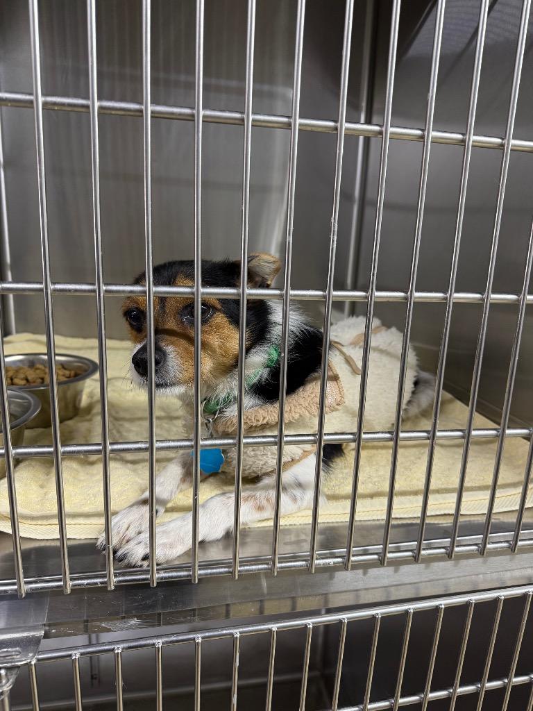 Enlarge Jax, a Adoptable mixed breed in Lagrange, IN image 1/1