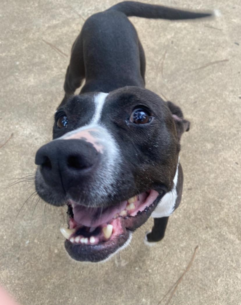 ZZ, a Adoptable Staffordshire Bull Terrier in Ruston, LA image 3/3