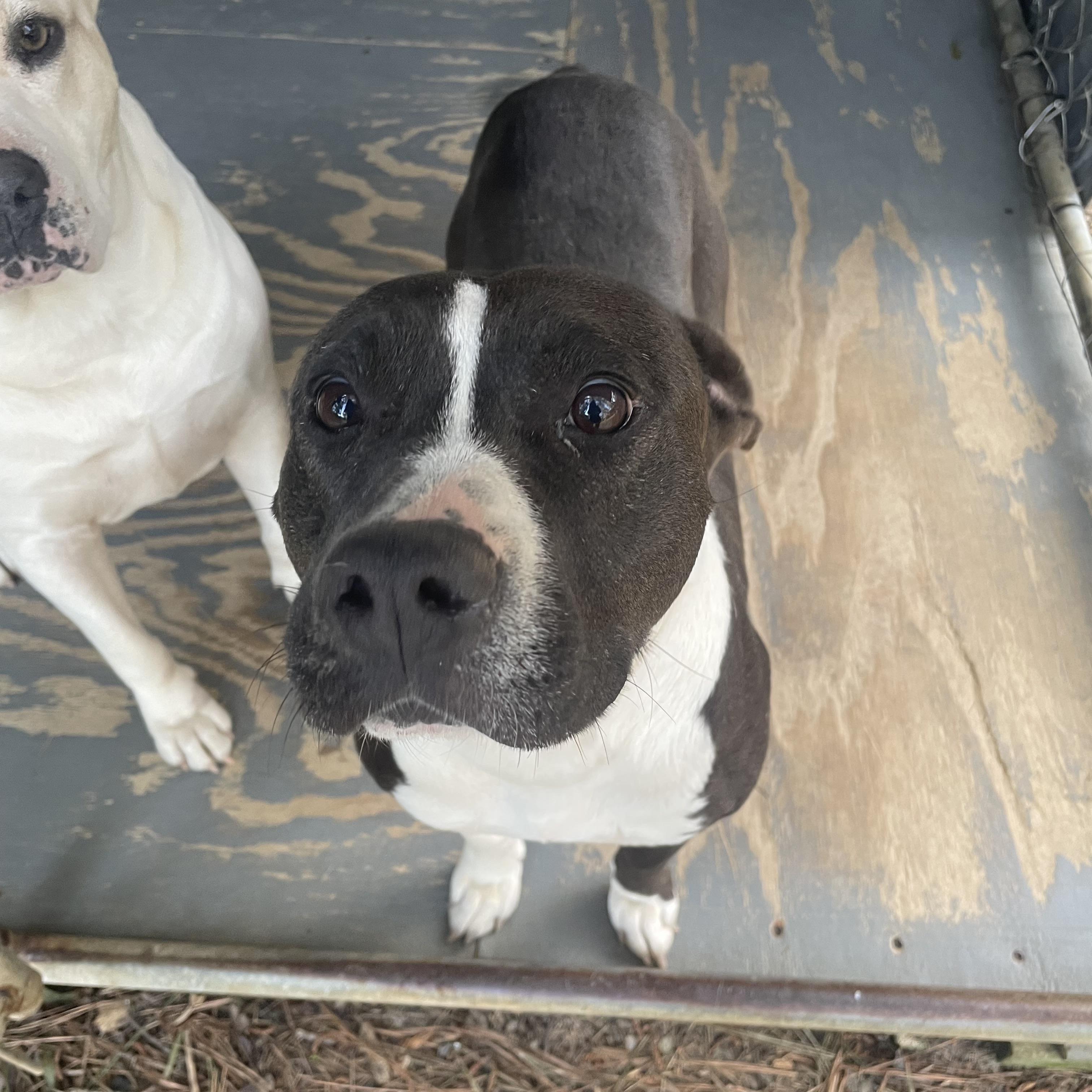 ZZ, Adoptable, Adult Male Staffordshire Bull Terrier.