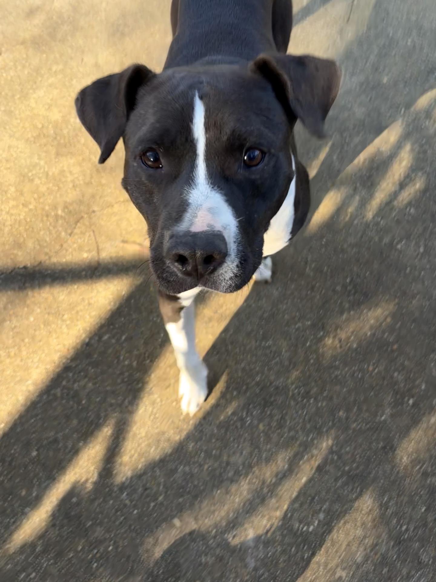 ZZ, a Adoptable Staffordshire Bull Terrier in Ruston, LA image 1/3