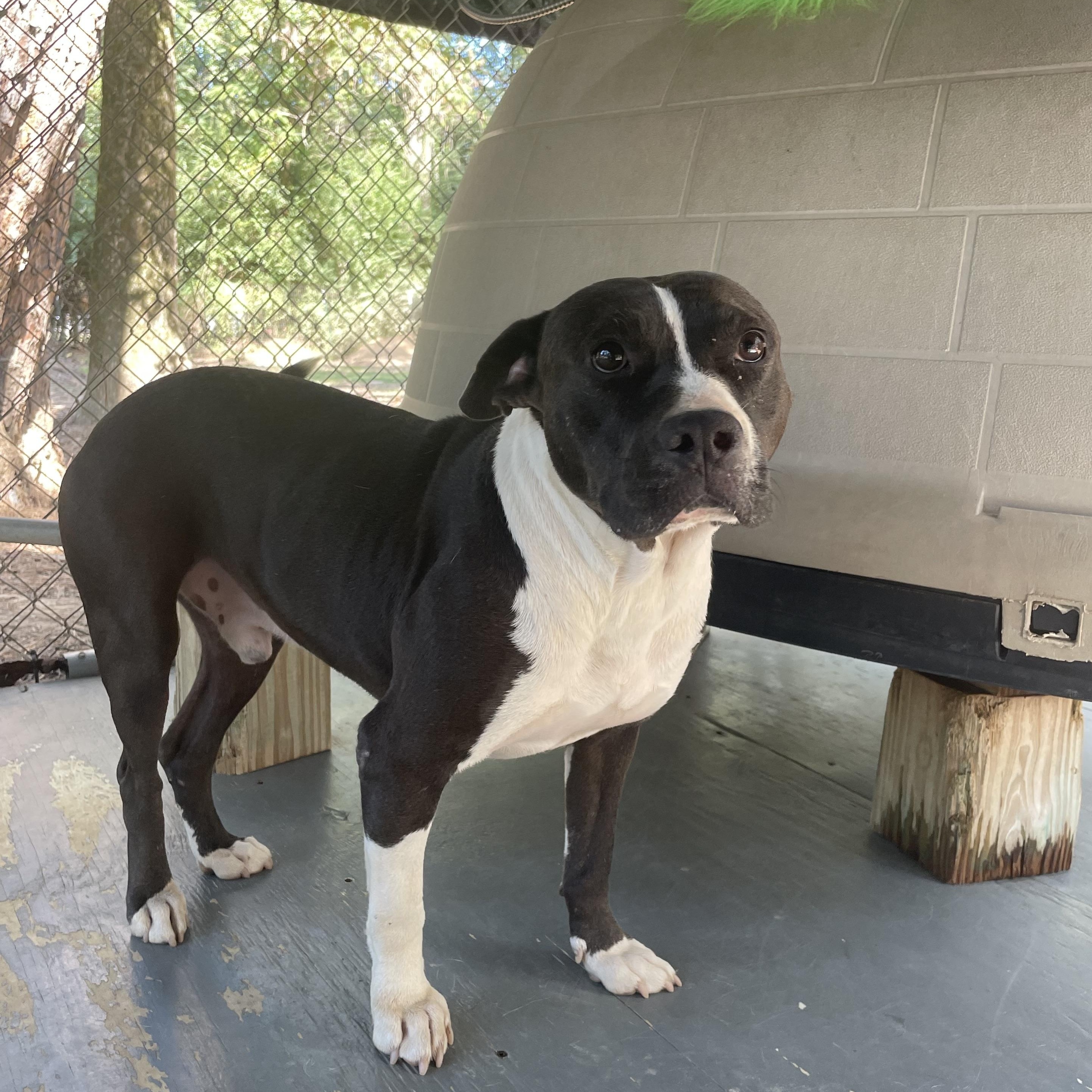 ZZ, an adoptable Terrier in Ruston, LA, 71270 | Photo Image 1