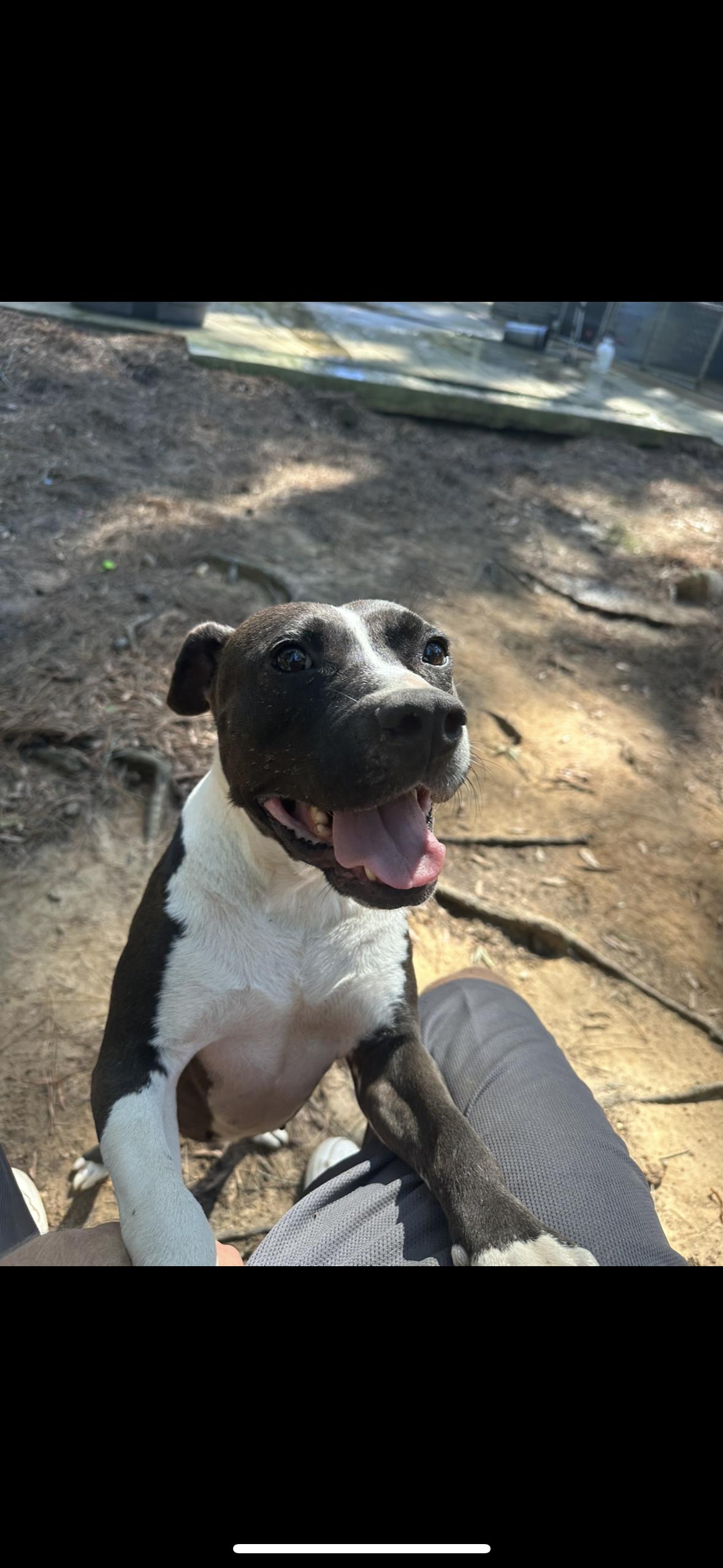 Enlarge ZZ, a Adoptable Staffordshire Bull Terrier in Ruston, LA image 1/3