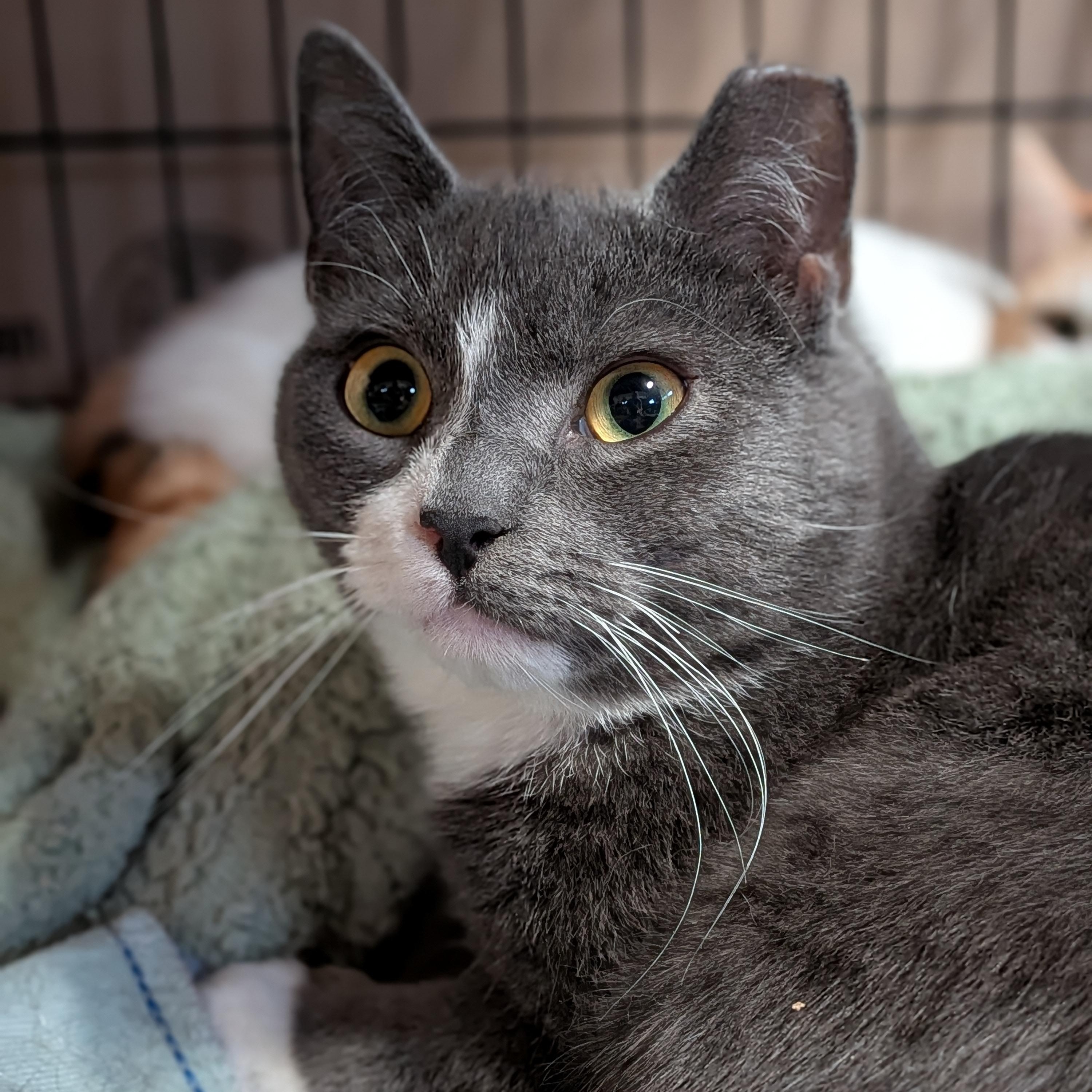 Enlarge Peeta (Bonded Pair with Katniss), a ADOPTABLE Domestic Short Hair in Newburgh, NY image 1/6