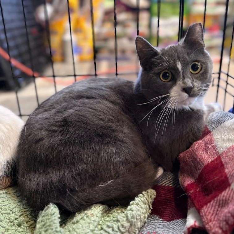 Enlarge Peeta (Bonded Pair with Katniss), a ADOPTABLE Domestic Short Hair in Newburgh, NY image 2/6