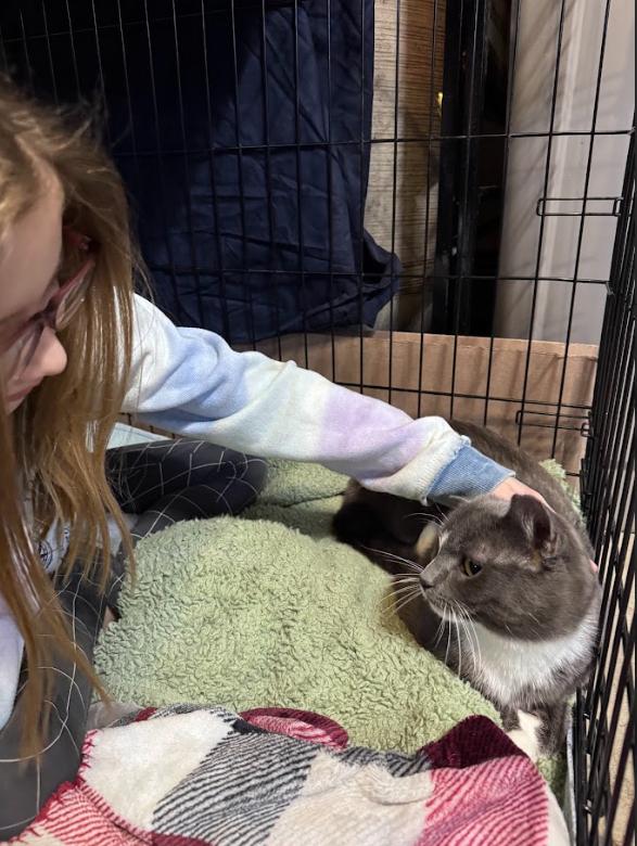 Enlarge Peeta (Bonded Pair with Katniss), a ADOPTABLE Domestic Short Hair in Newburgh, NY image 5/6