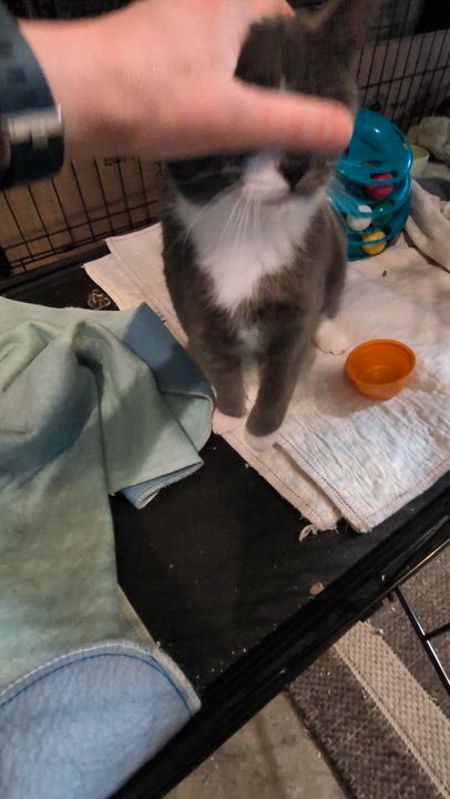 Enlarge Peeta (Bonded Pair with Katniss), a ADOPTABLE Domestic Short Hair in Newburgh, NY video 6/6