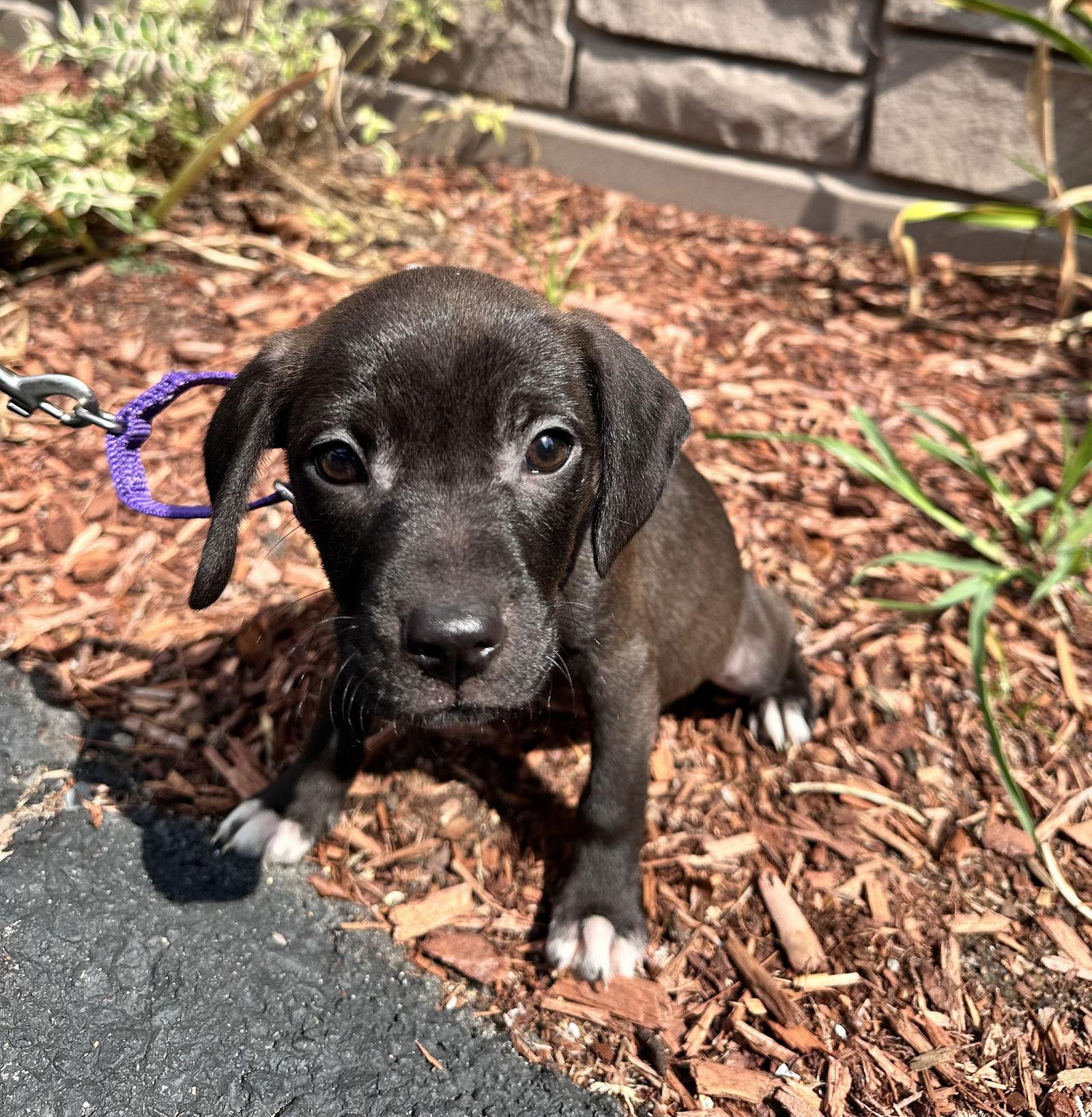 Enlarge Chips 2 month female, a Adopted Mixed Breed in Sterling, MA image 1/1