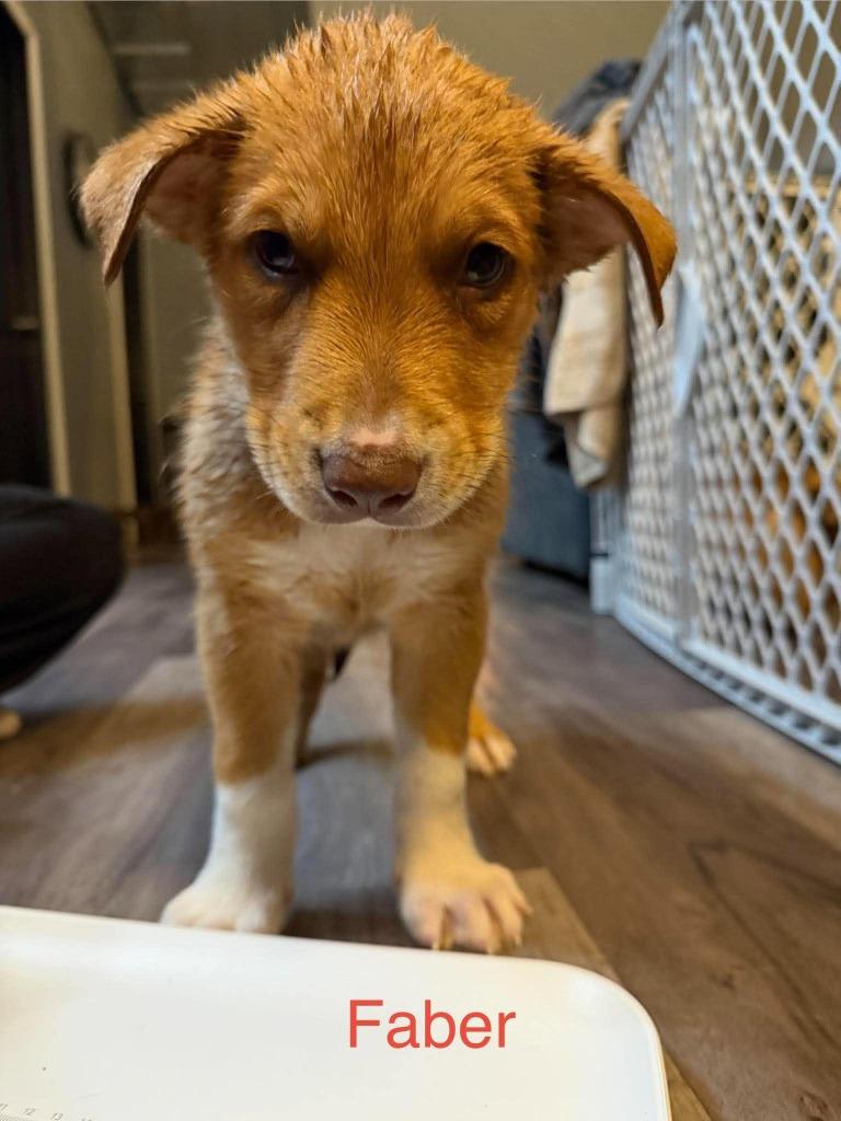 Enlarge Faber, a Adoptable mixed breed in Cloquet, MN image 1/1
