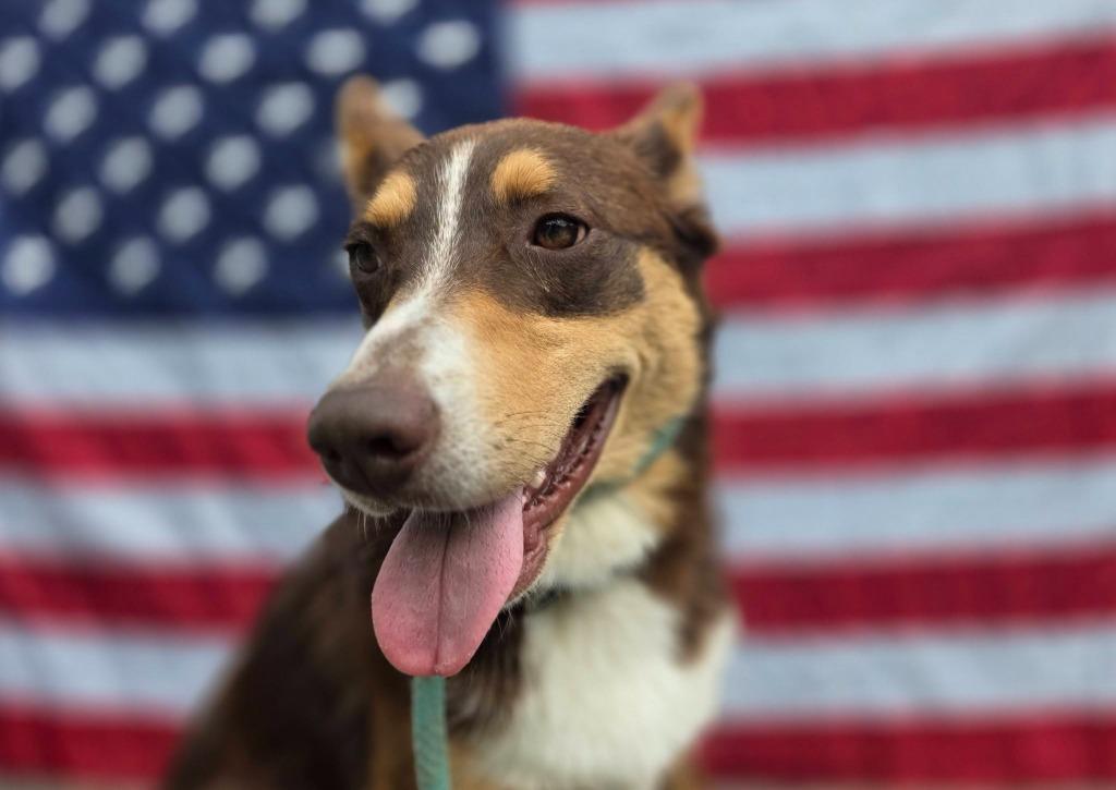 O'Malley, Adoptable, Young Male Australian Shepherd & Husky.