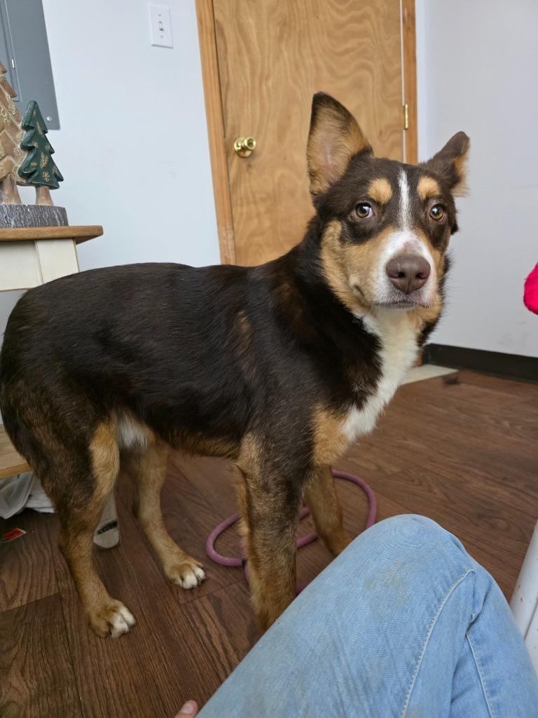 Enlarge O'Malley, a Adoptable mixed breed in Sprakers, NY image 2/3