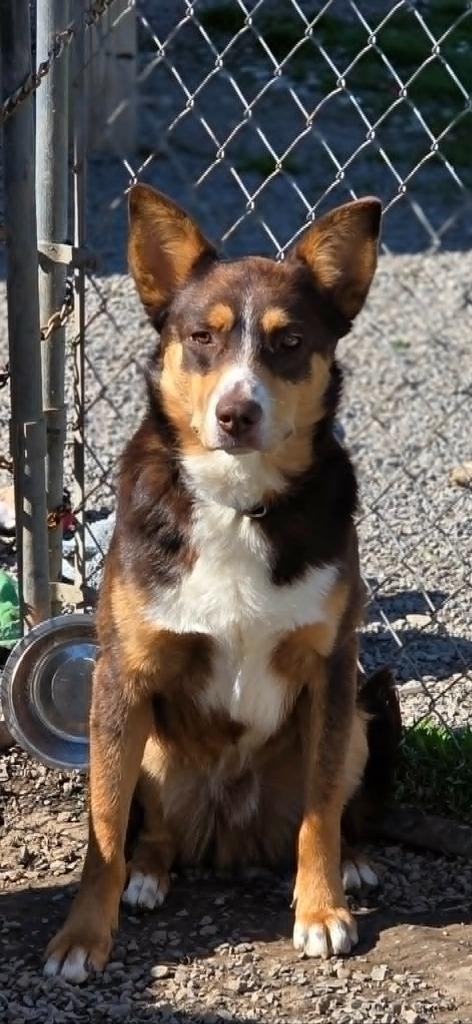 Enlarge O'Malley, a Adoptable mixed breed in Sprakers, NY image 3/3