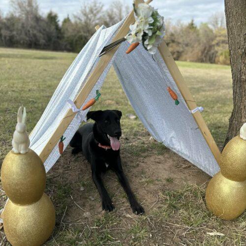 Nancy, Adoptable, Puppy Female Black Labrador Retriever & Mixed Breed.