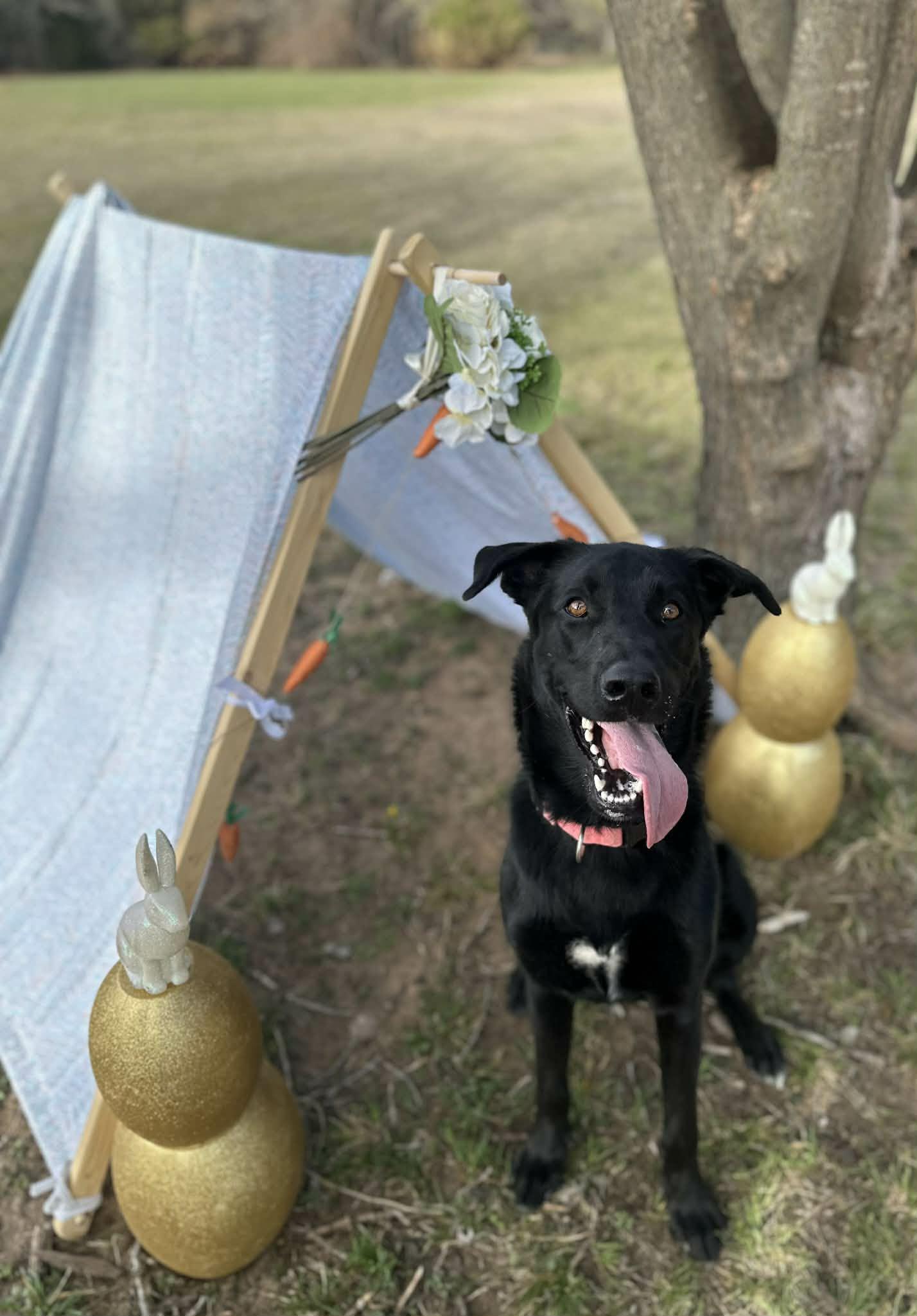 Enlarge Nancy, a Adoptable mixed breed in Edmond, OK image 2/5