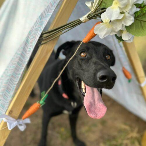 Enlarge Nancy, a Adoptable mixed breed in Edmond, OK image 4/5