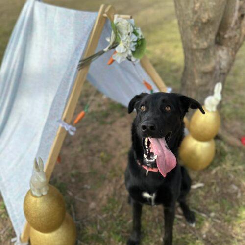 Enlarge Nancy, a Adoptable mixed breed in Edmond, OK image 4/5