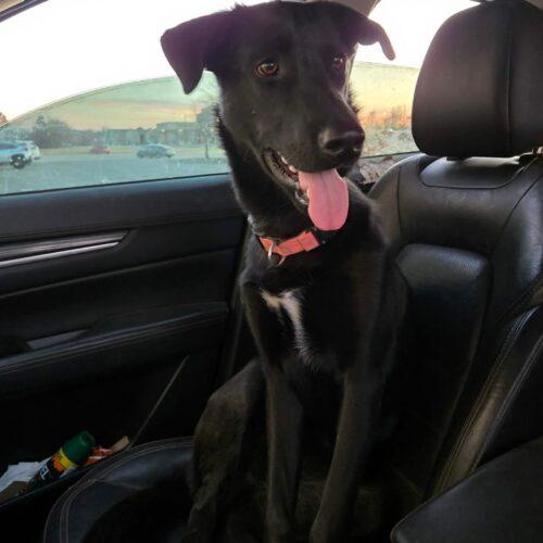 Enlarge Nancy, a Adoptable mixed breed in Edmond, OK image 5/5