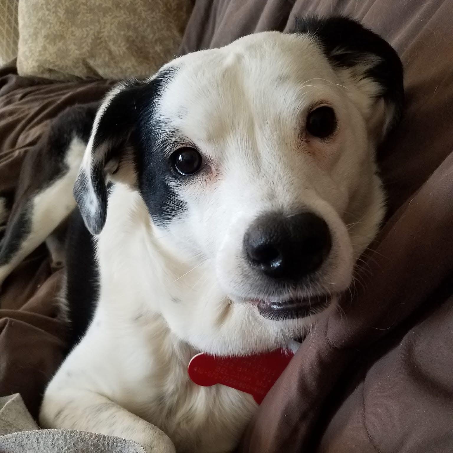 Enlarge Toby, a Adopted mixed breed in Baltimore, MD image 1/3