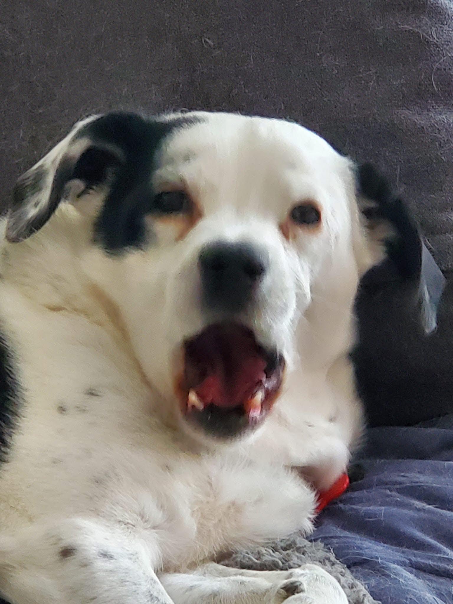 Enlarge Toby, a Adopted mixed breed in Baltimore, MD image 2/3