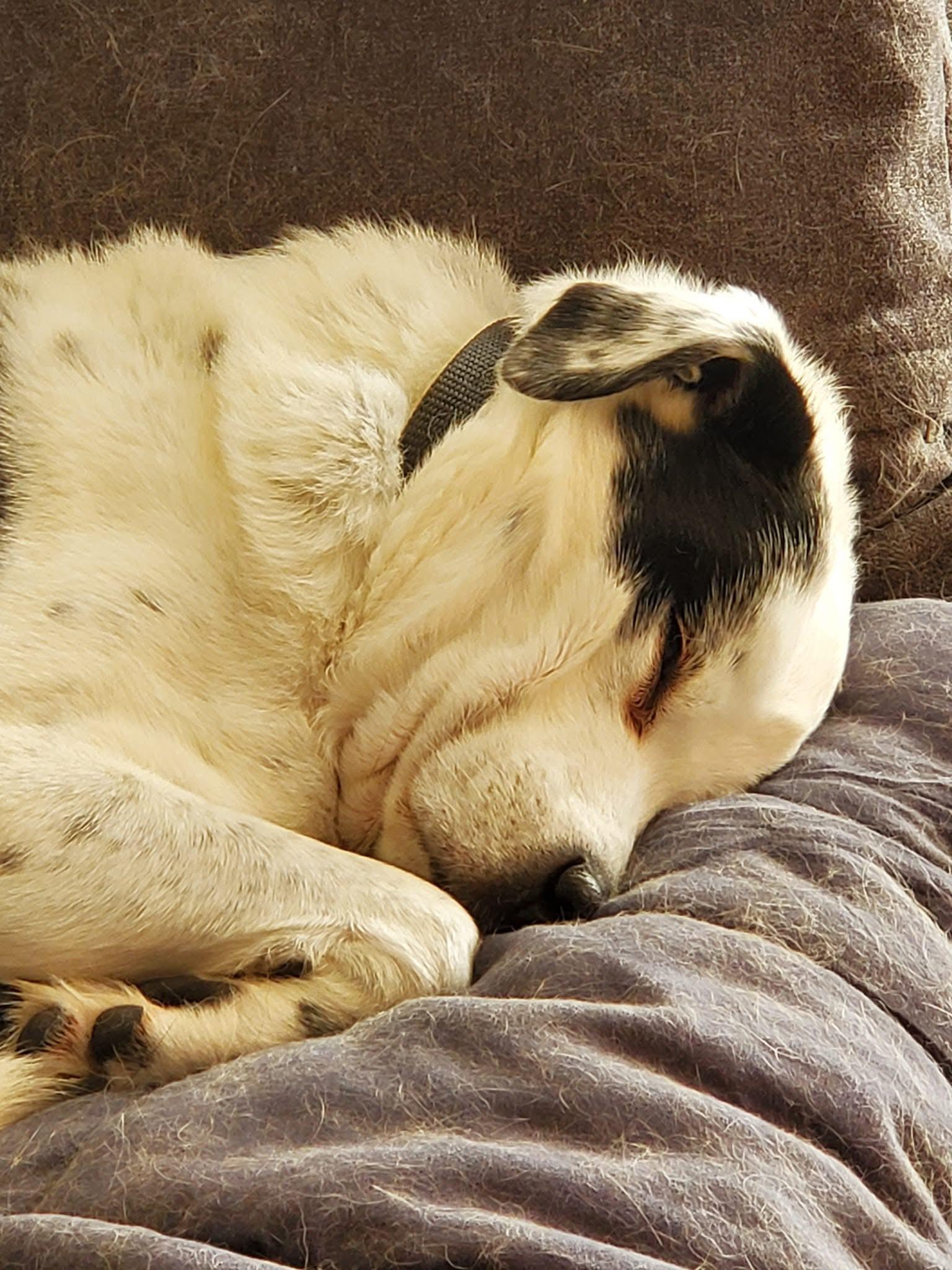 Enlarge Toby, a Adopted mixed breed in Baltimore, MD image 3/3