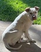 Chyna, ADOPTABLE, Senior Female Pit Bull Terrier.