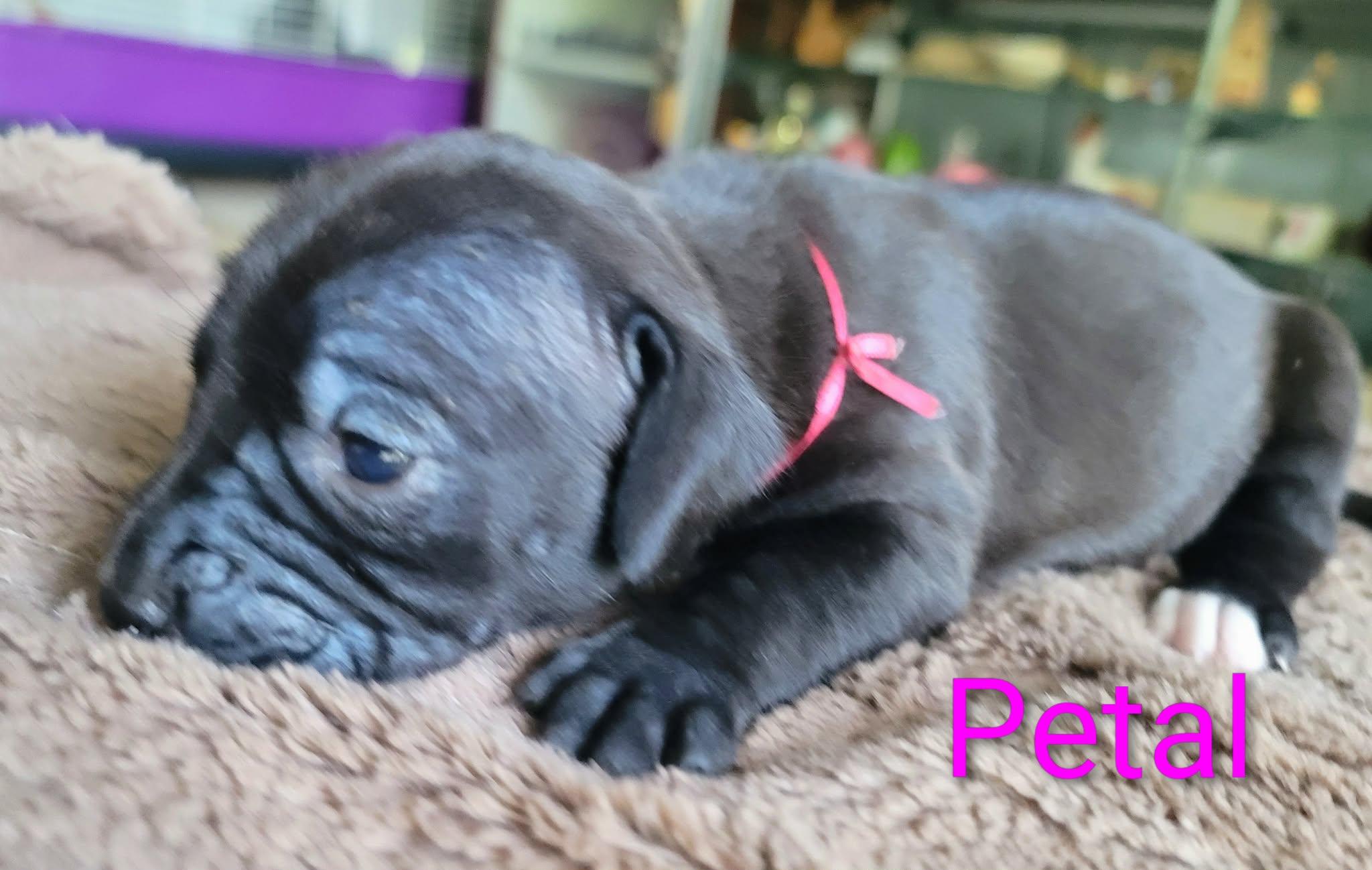 Petal, Adoptable, Puppy Female Dachshund.