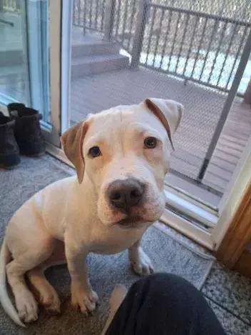 Enlarge Goober, a Adoptable mixed breed in Grand Rapids, MI image 2/6