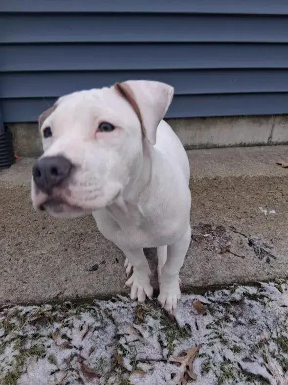 Enlarge Goober, a Adoptable mixed breed in Grand Rapids, MI image 3/6