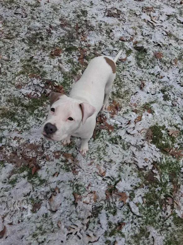 Enlarge Goober, a Adoptable mixed breed in Grand Rapids, MI image 5/6