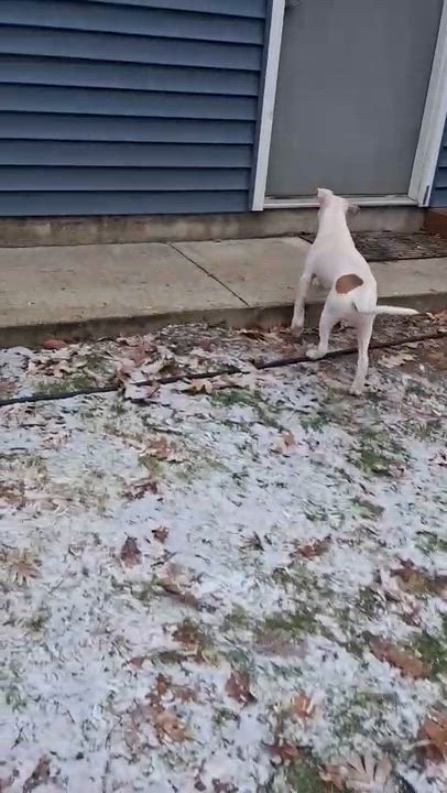 Enlarge Goober, a Adoptable mixed breed in Grand Rapids, MI video 6/6