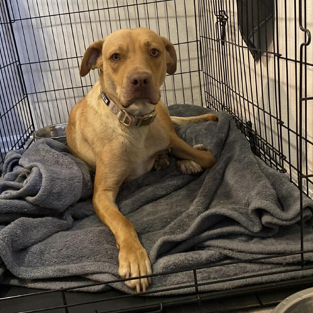 Enlarge Honey (Mama), a Adoptable mixed breed in Overland Park, KS image 1/2