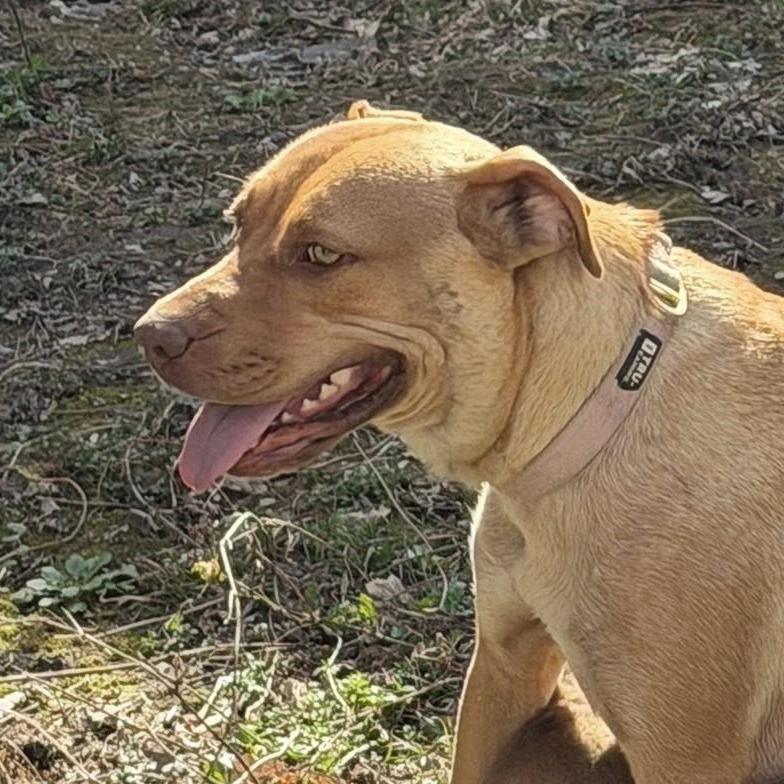 Enlarge Honey (Mama), a Adoptable mixed breed in Overland Park, KS image 2/2