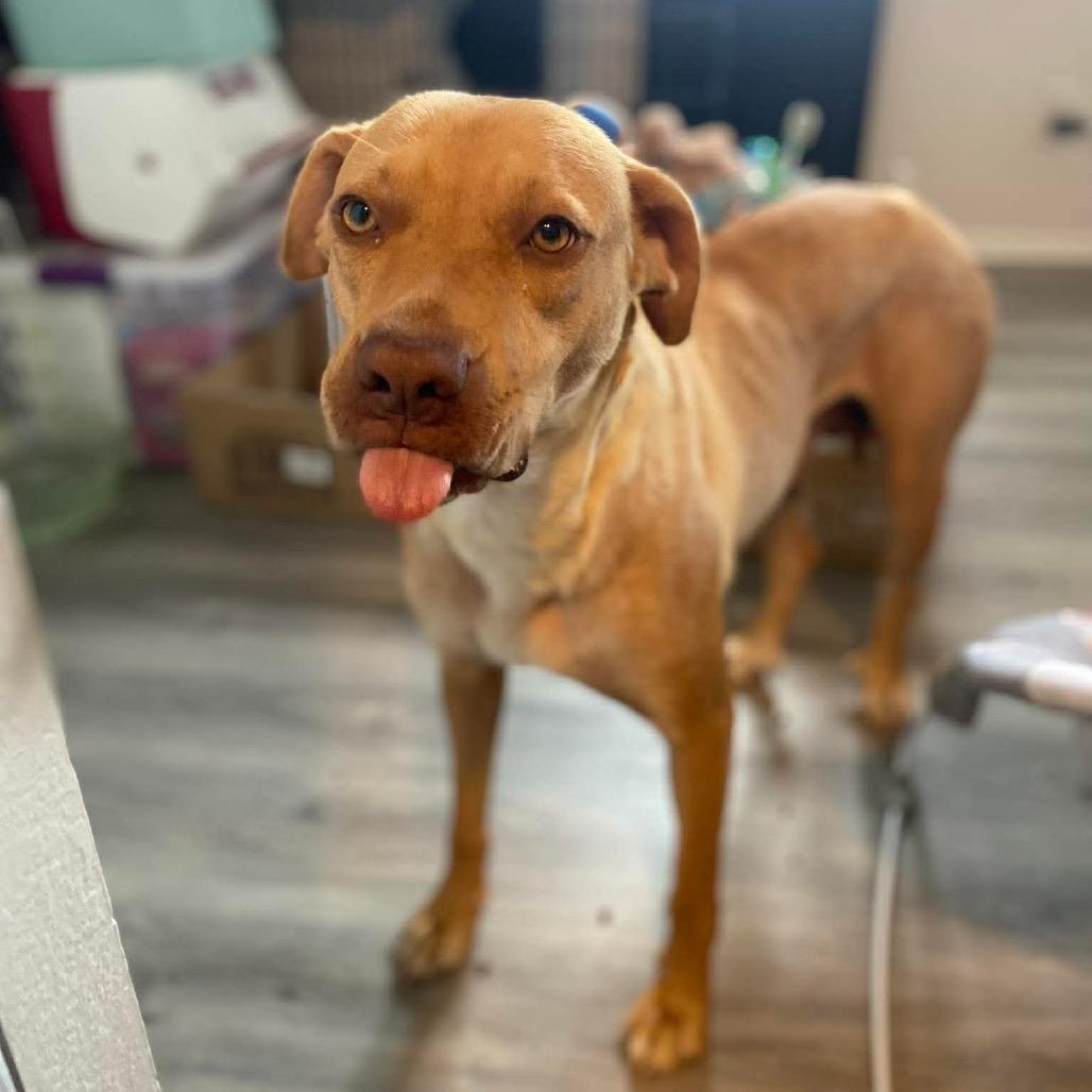 Enlarge Honey, a Adoptable mixed breed in Overland Park, KS image 3/6
