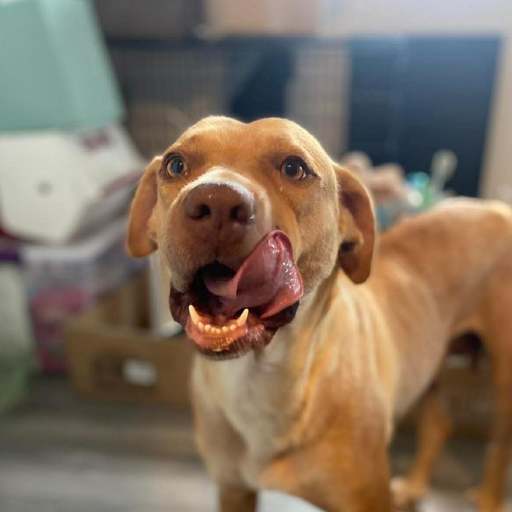 Enlarge Honey, a Adoptable mixed breed in Overland Park, KS image 4/6