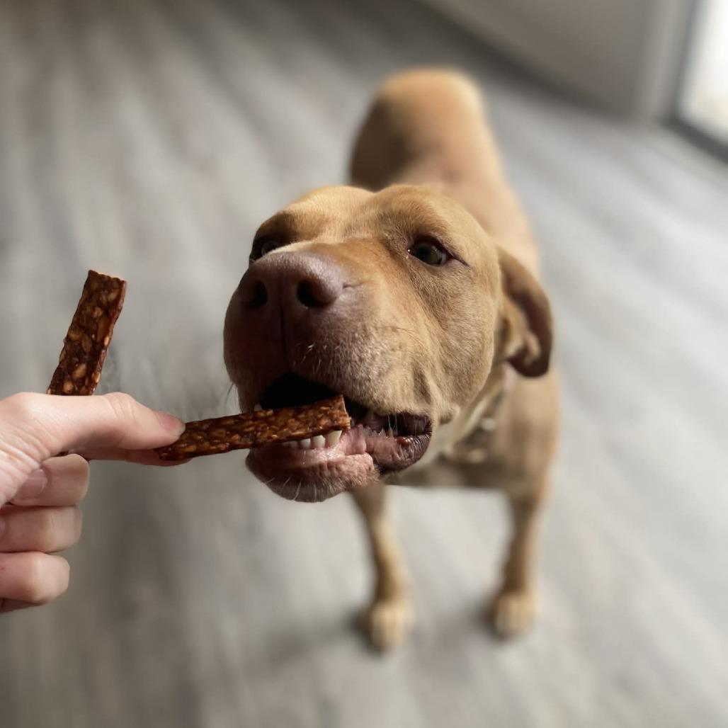 Enlarge Honey, a Adoptable mixed breed in Overland Park, KS image 5/6