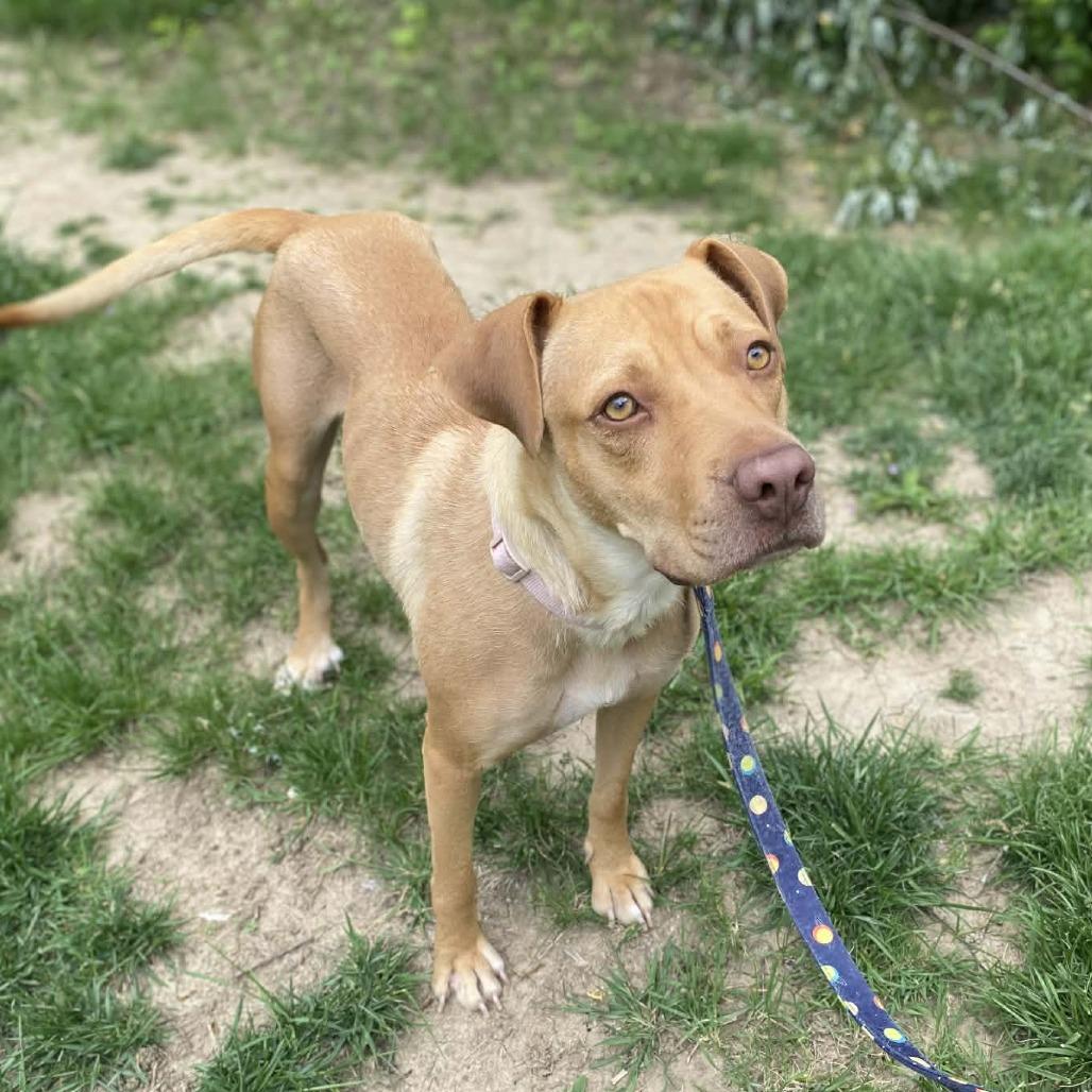 Enlarge Honey, a Adoptable mixed breed in Overland Park, KS image 6/6