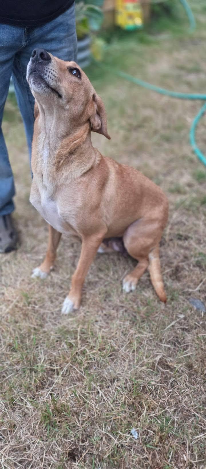 Goldie, a Adoptable mixed breed in Rochester, WA image 4/4