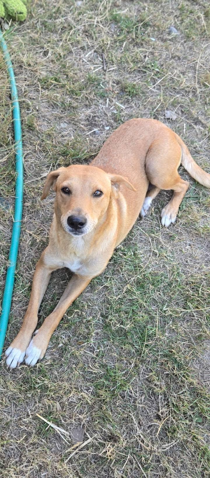 Goldie, a Adoptable mixed breed in Rochester, WA image 3/4